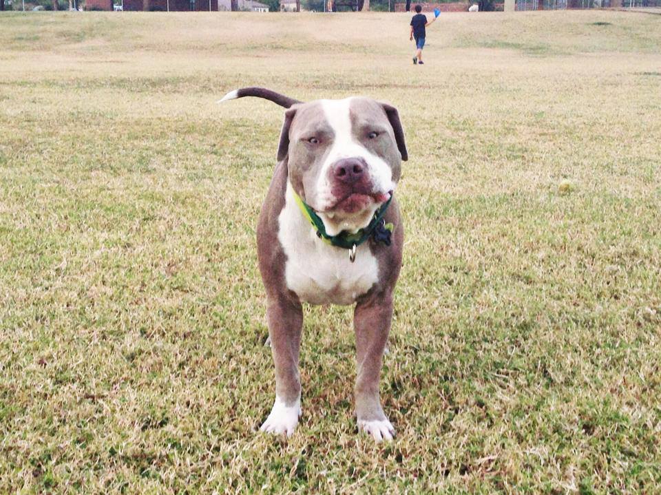 cute dog on grass