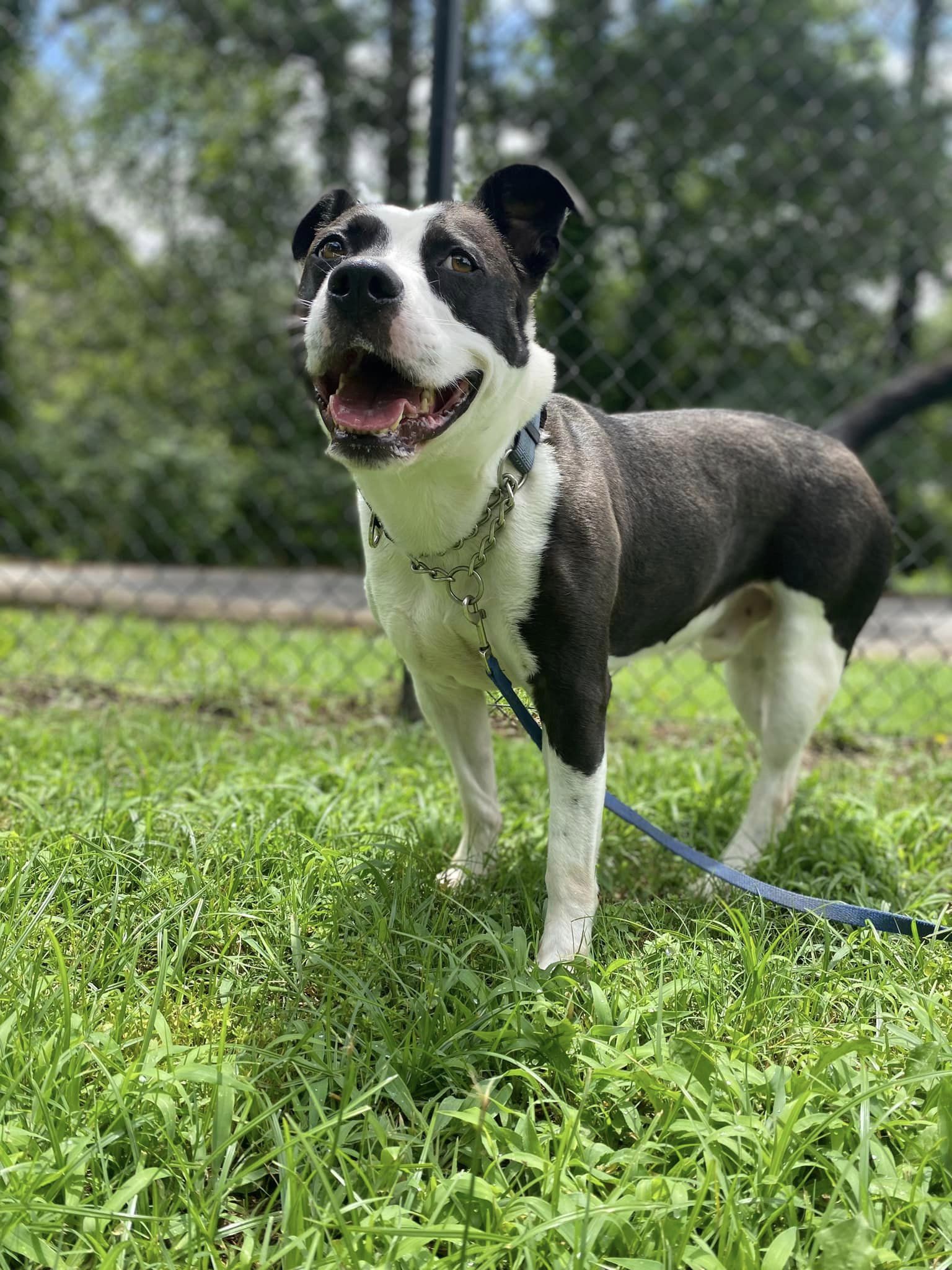 cute dog posing for picture