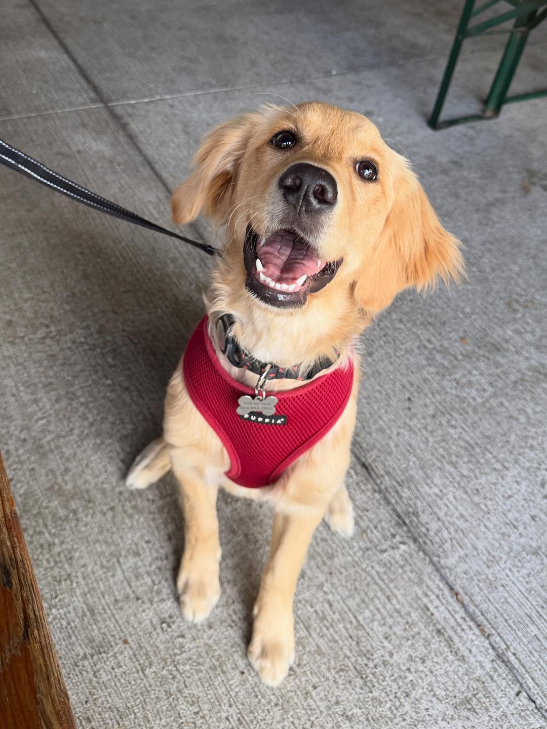 cute dog with clothes on
