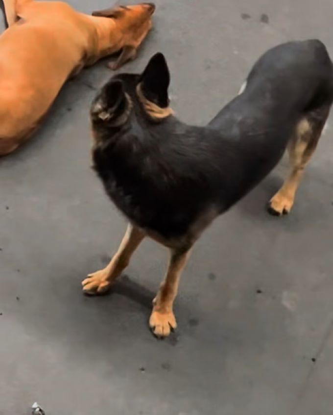 cute dogs in daycare
