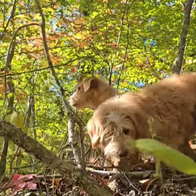 cute dogs in woods