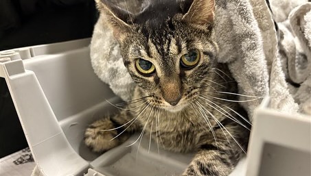 cute domestic cat