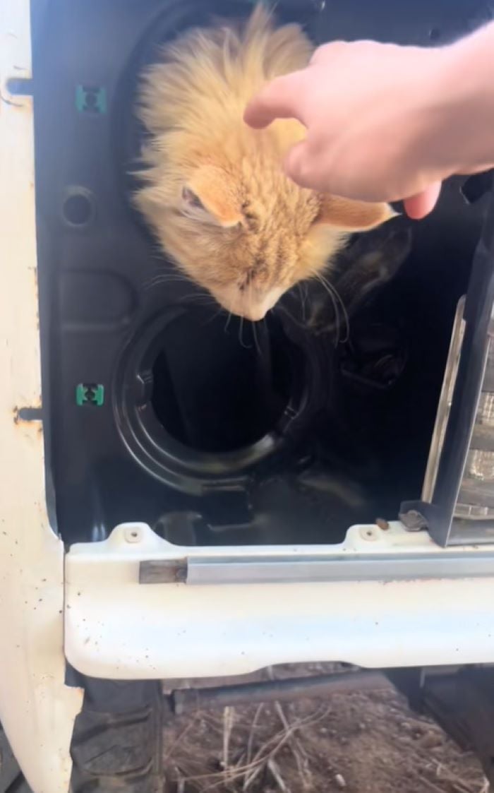 cute ginger cat