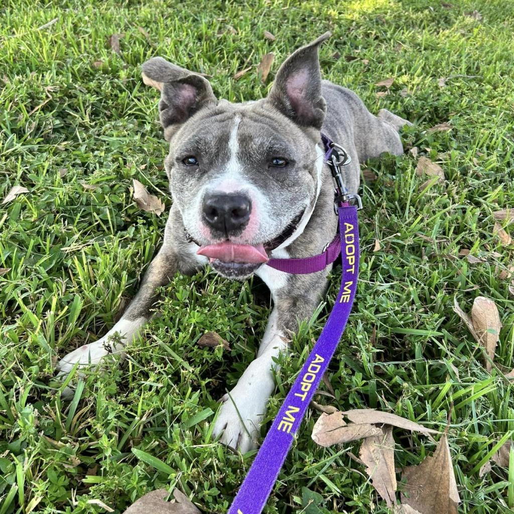 cute gray dog laying on grass
