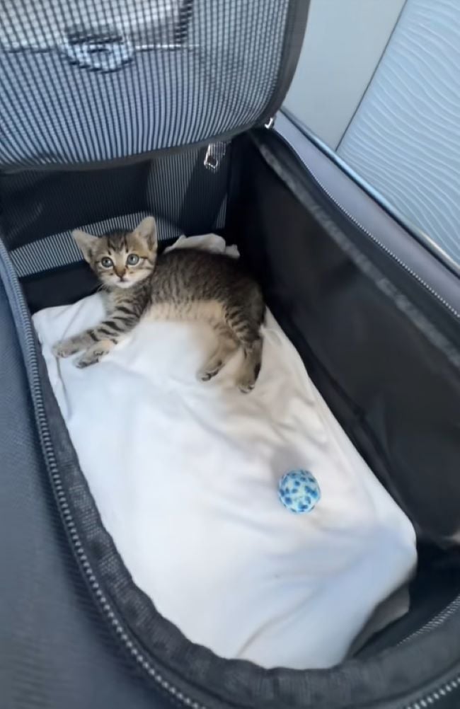 cute kitten