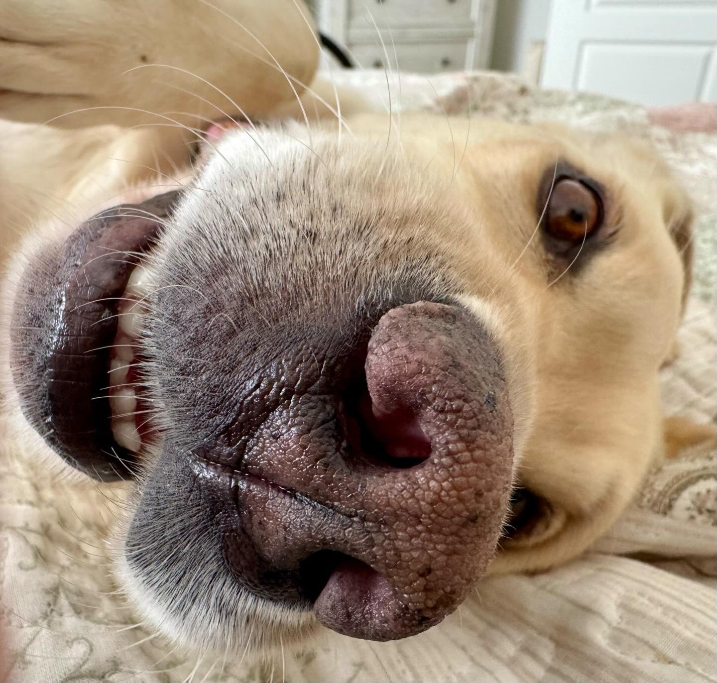 cute senior dog