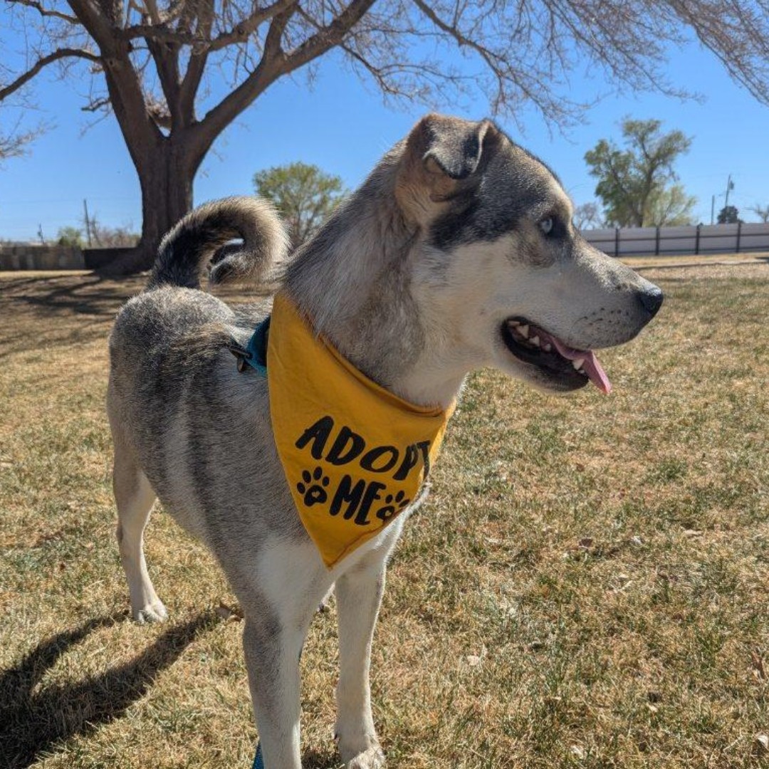 cute senior dog