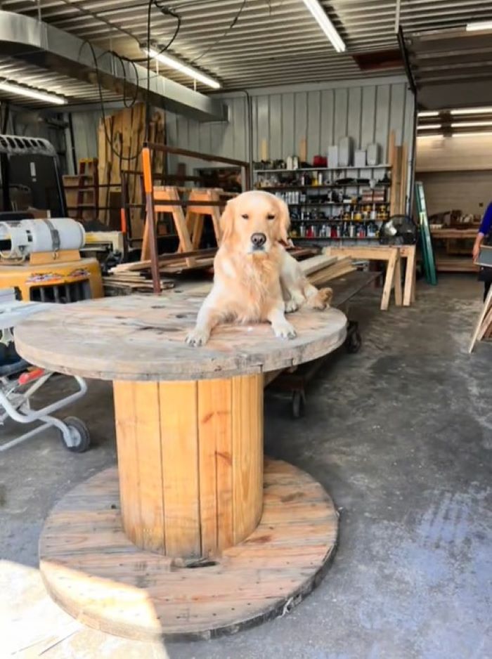 cute senior dog