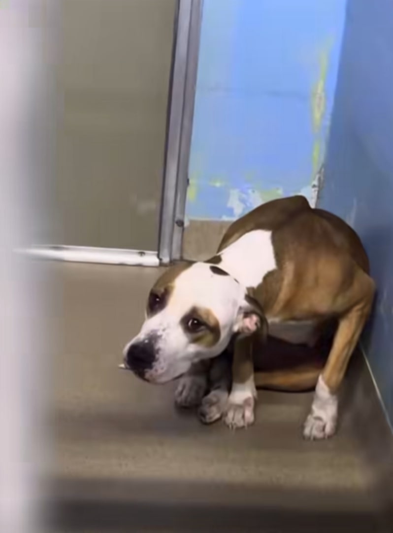 cute shelter dog