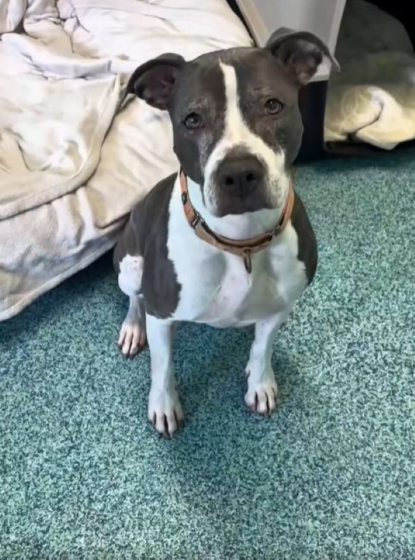 cute shelter dog