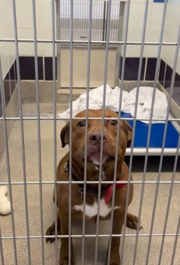 cute shelter dog