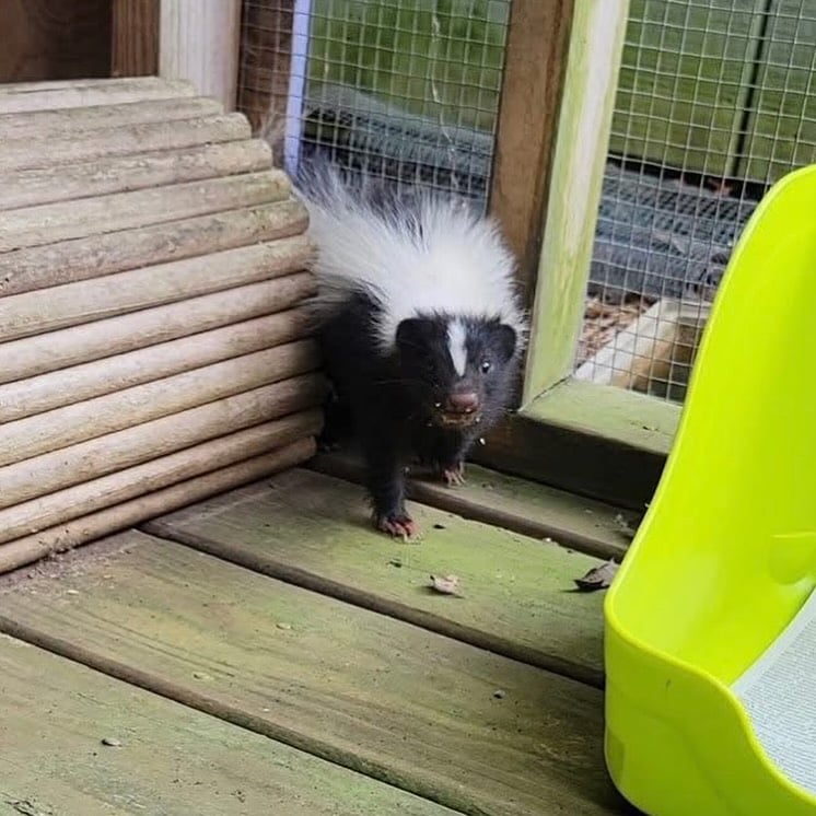 cute skunk