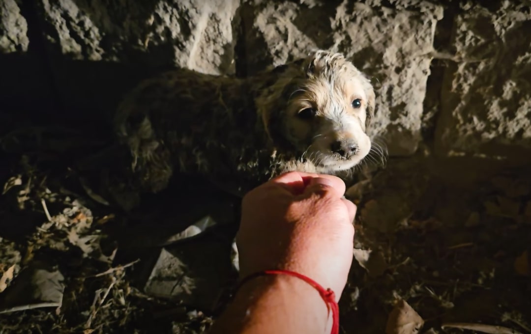 cute stray puppy