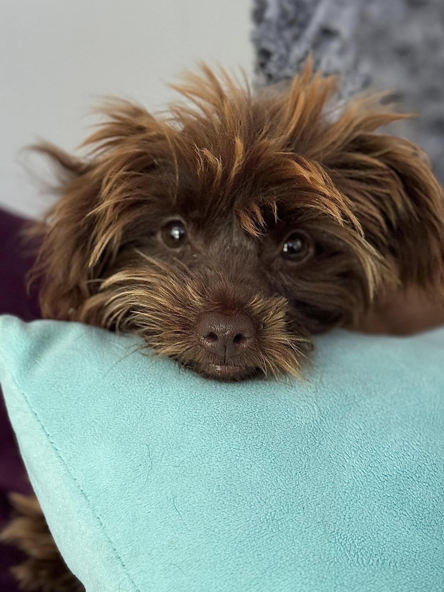 cute tiny brown dog