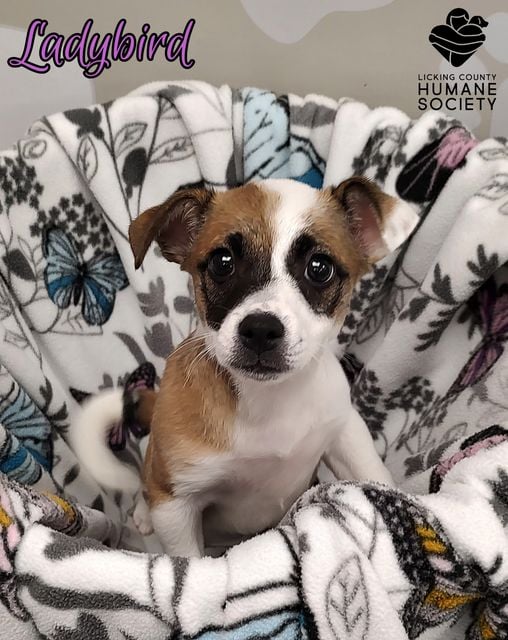 cute tiny dog