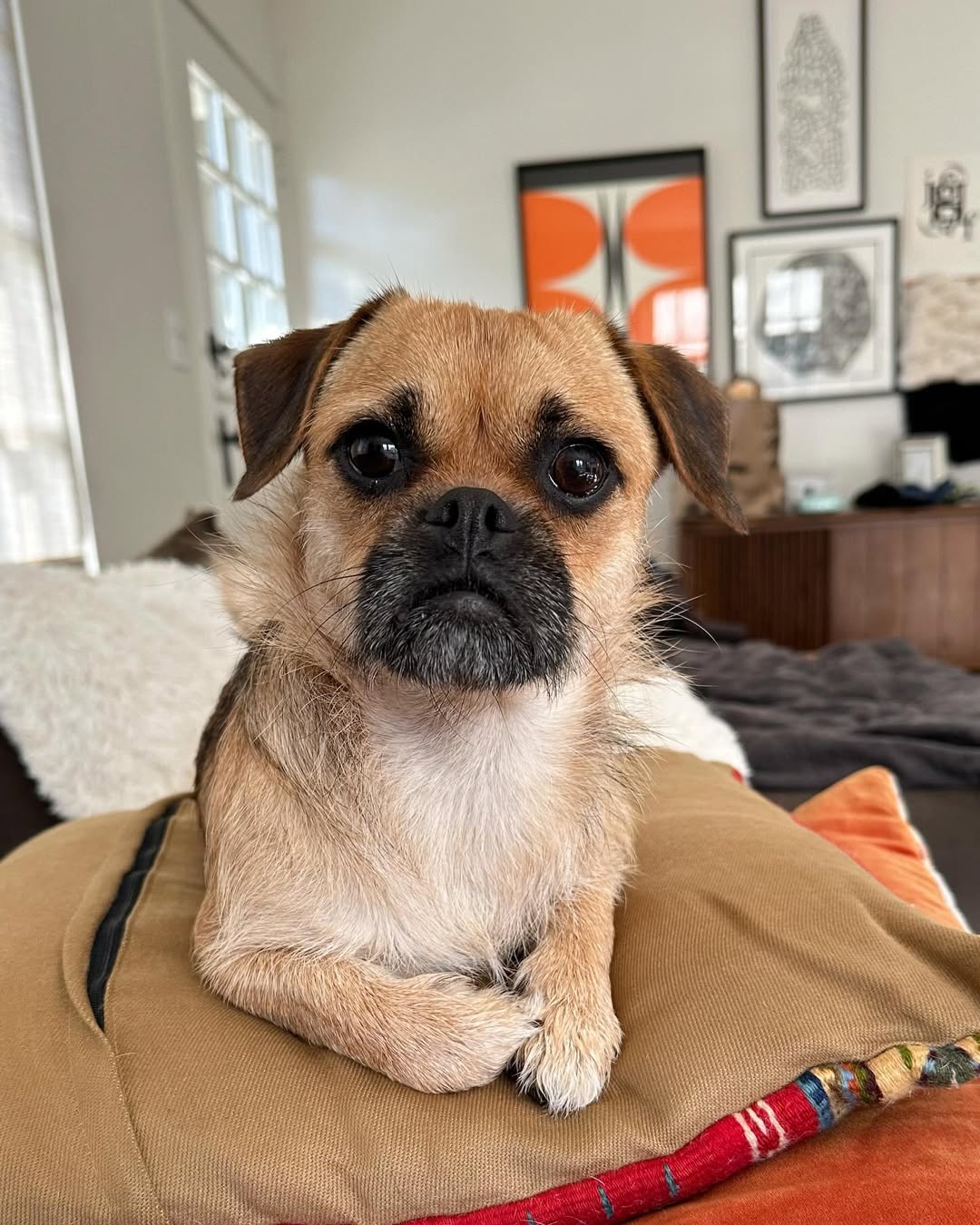 cute tiny dog in house