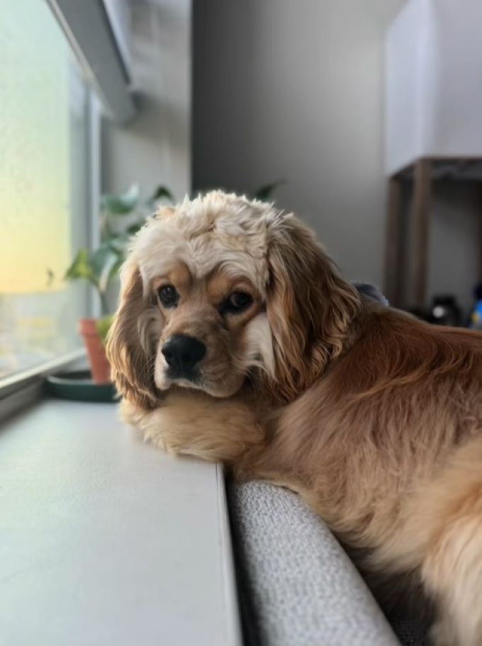 cute tiny dog