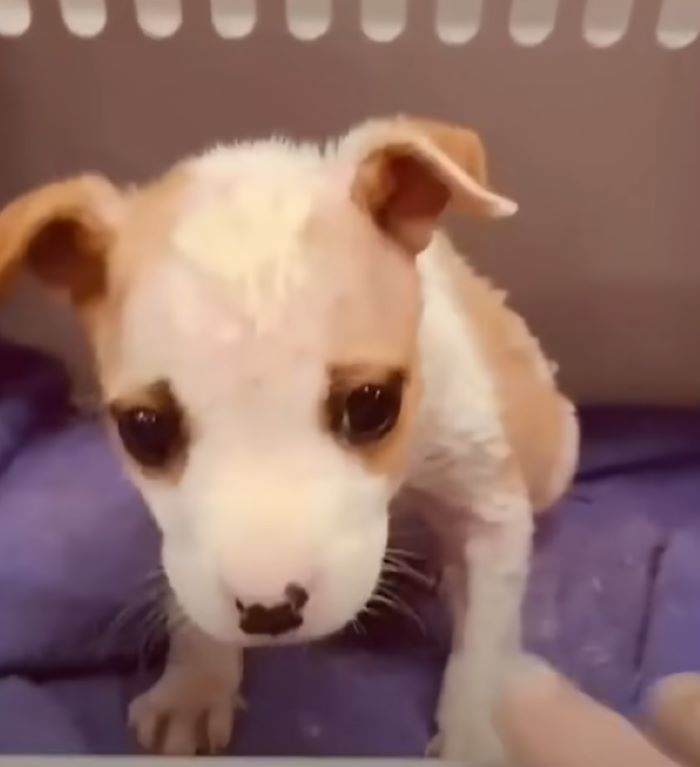 cute tiny puppy
