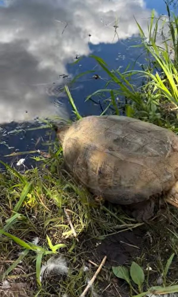 cute turtle