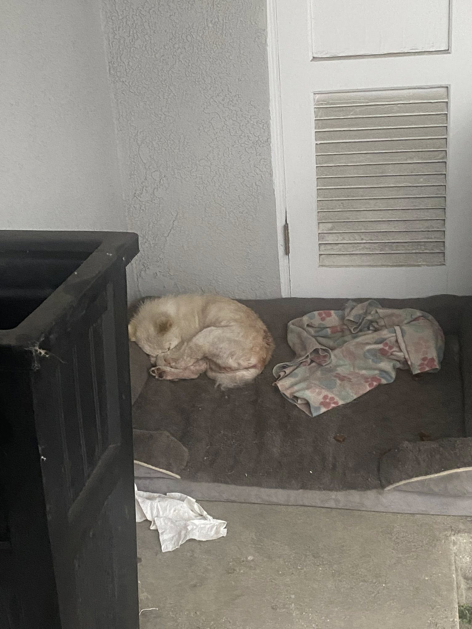 cute white dog