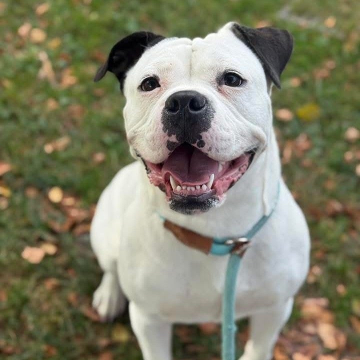 cute white dog