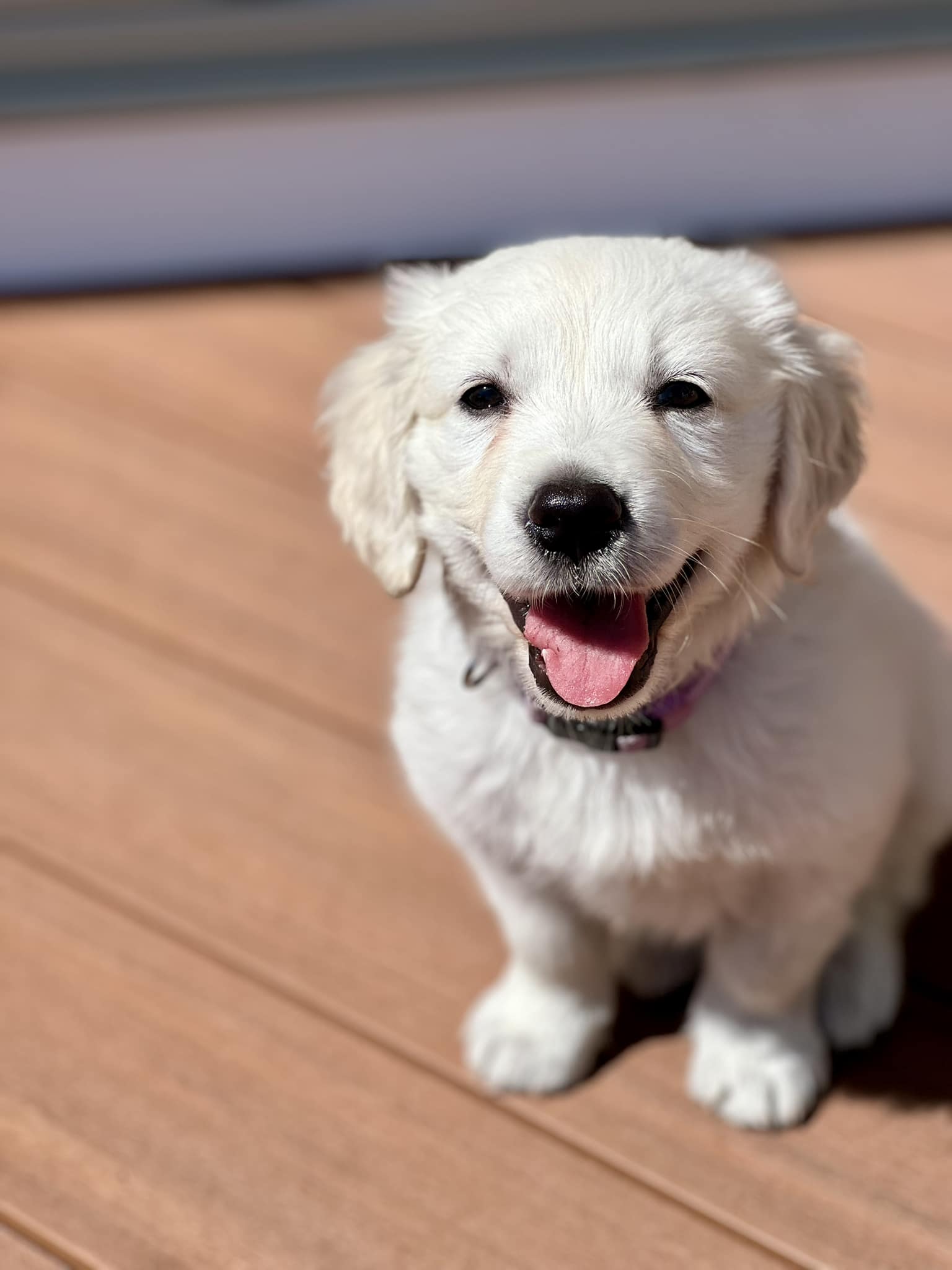 cute white dog