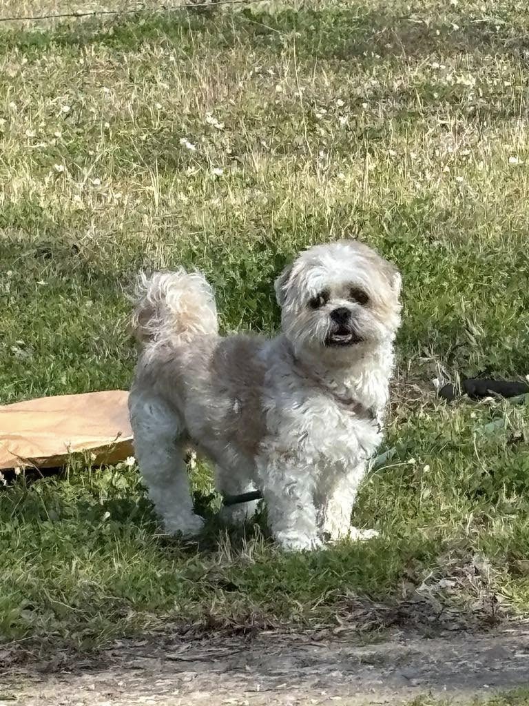 cute white dog
