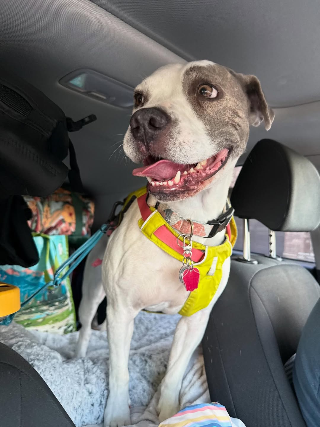 cute white dog in car