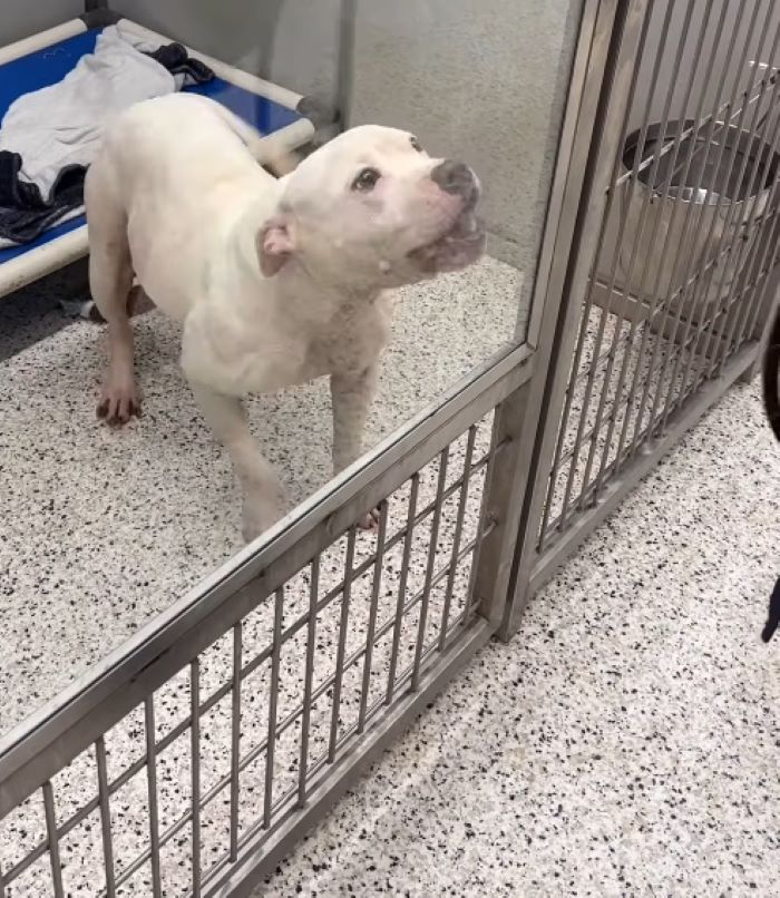 cute white dog in shelter
