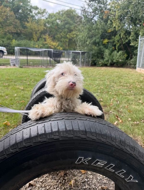 cute white dog in yard