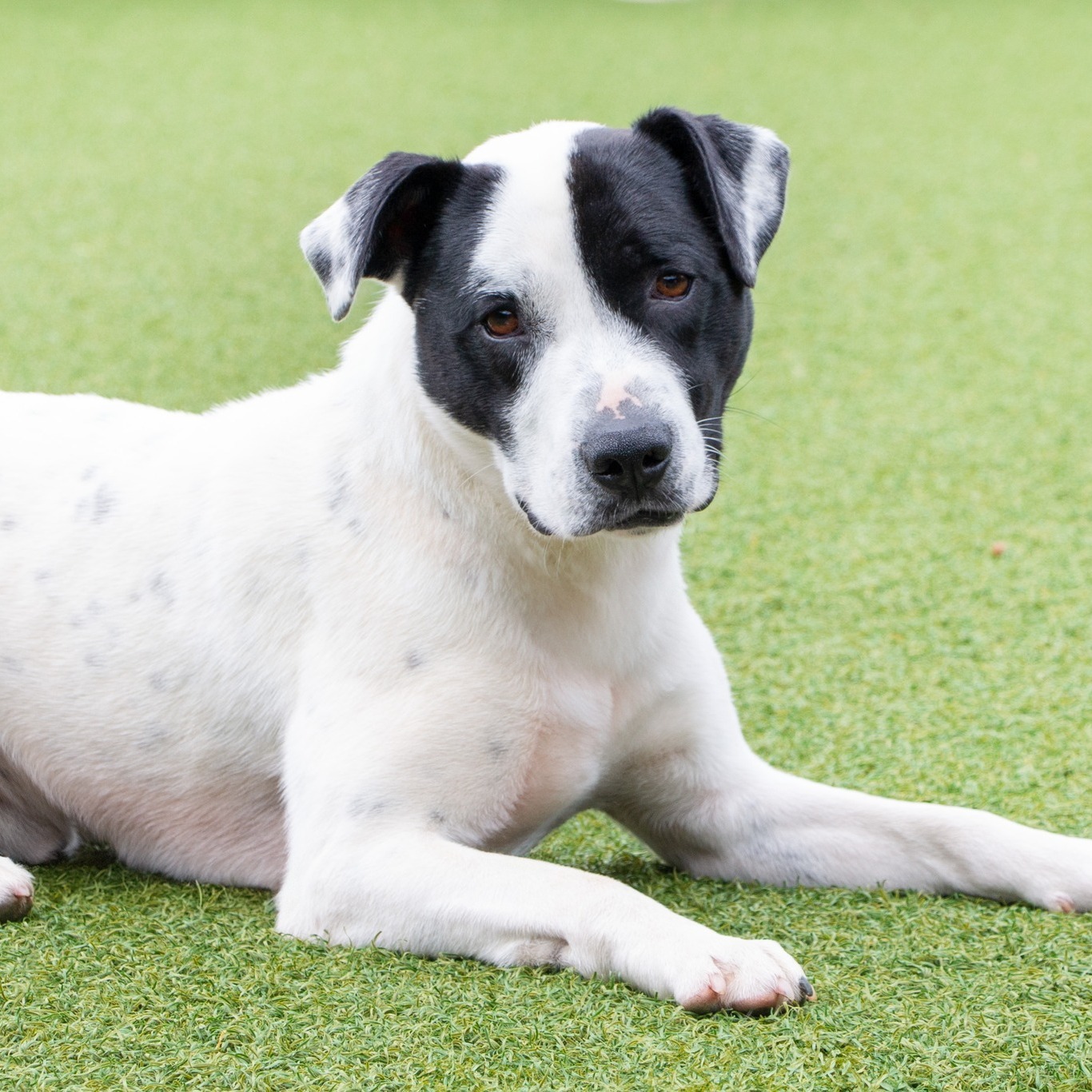 cute white dog laying down