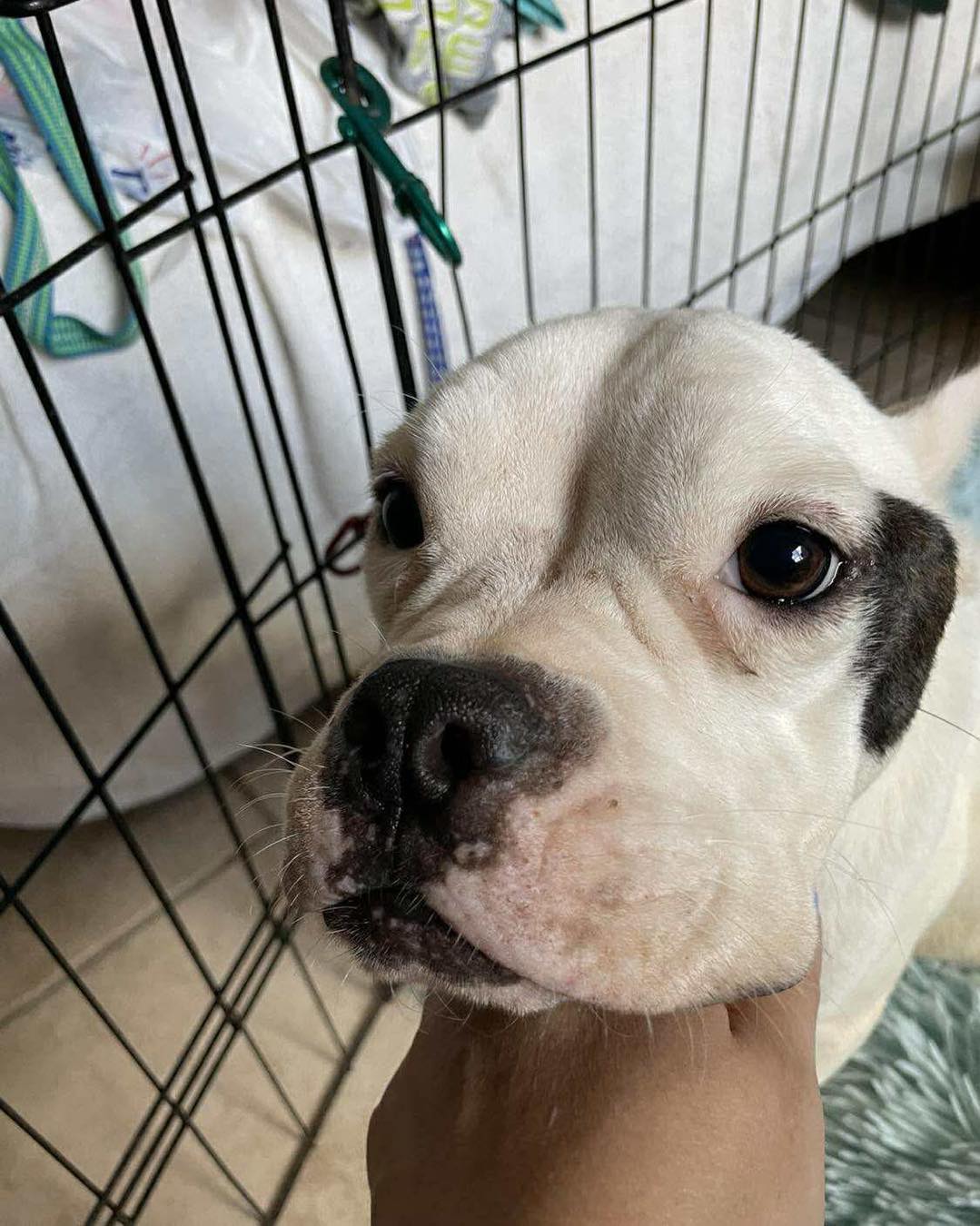 cute white dog