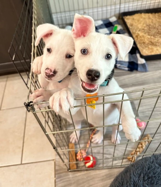 cute white puppies