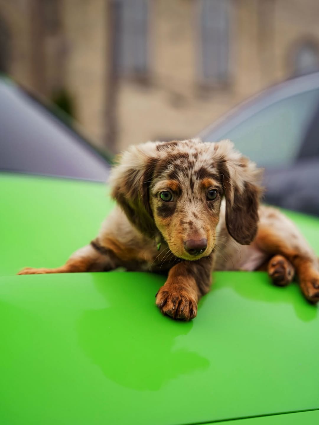 dahschund puppy