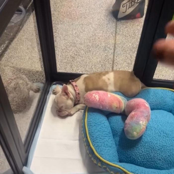deaf and blind dog