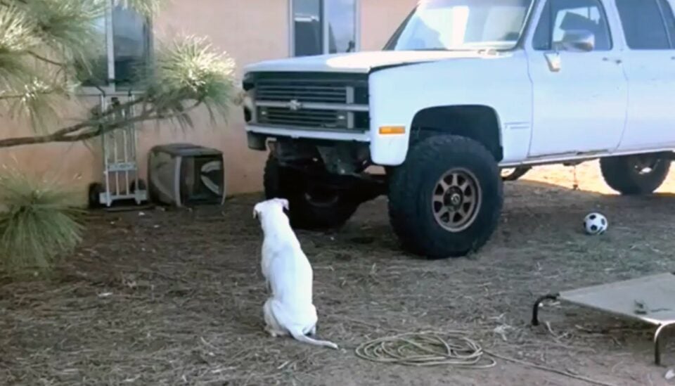 deaf white dog