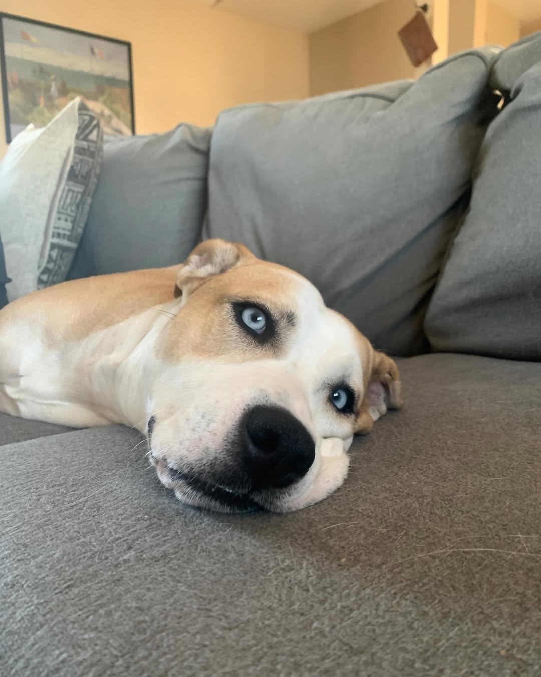 desperate dog