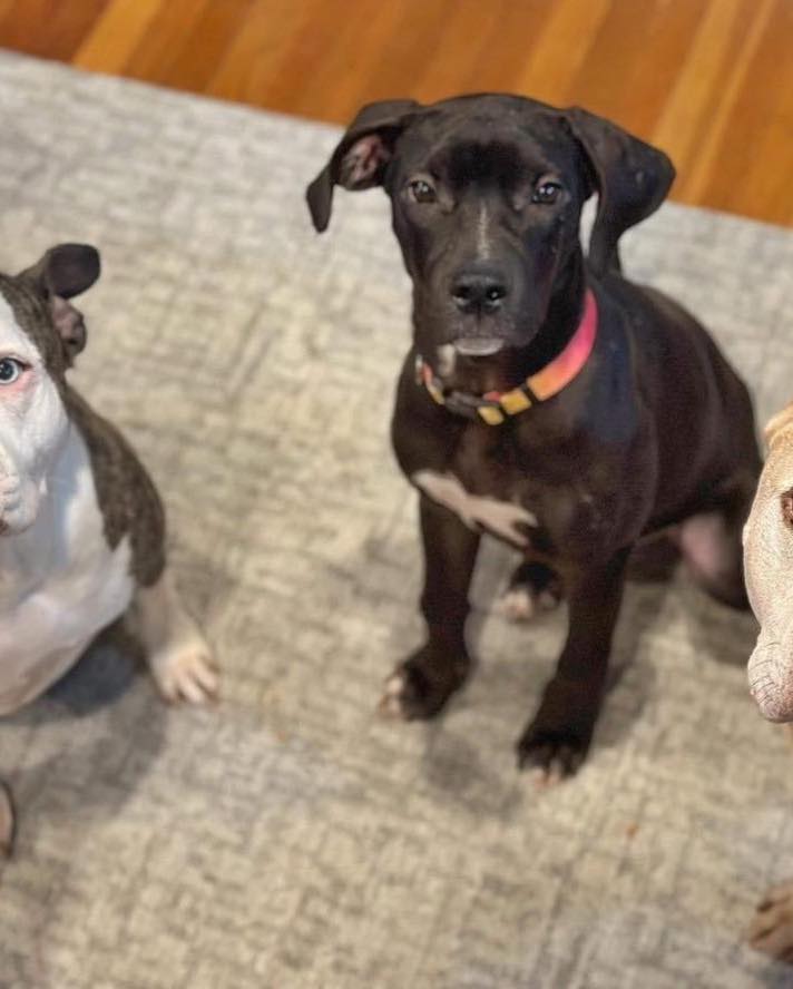 dog sitting with other dogs
