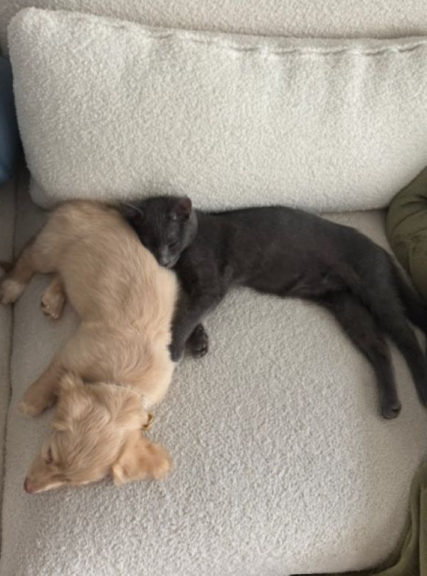dog and kitten sleeping together