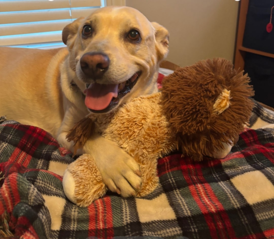 dog and lion toy