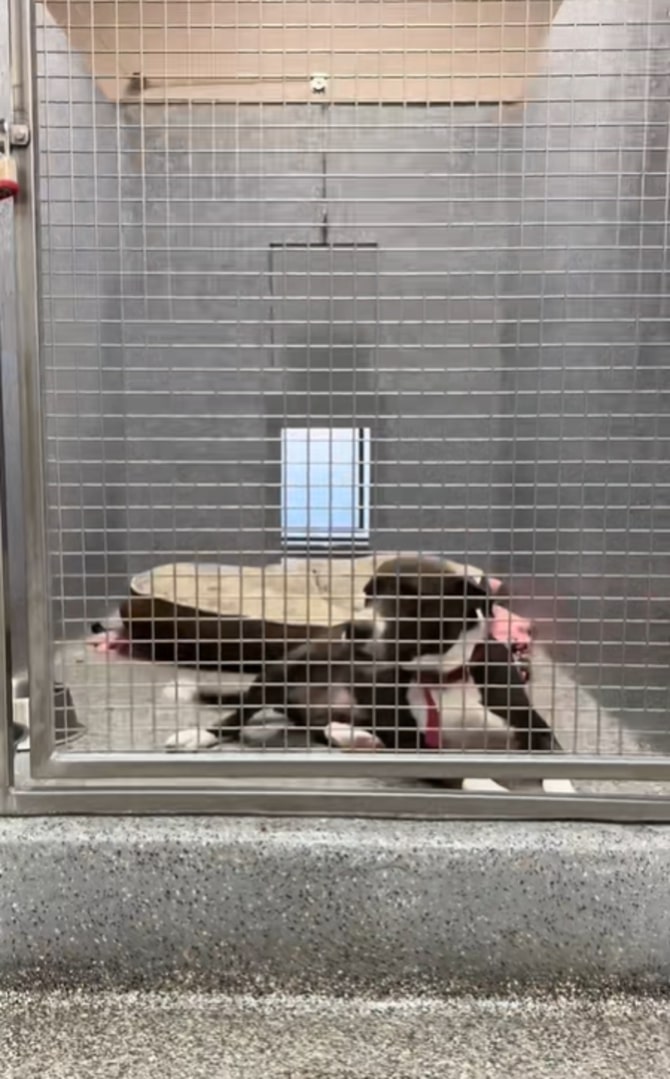 dog and puppies in shelter