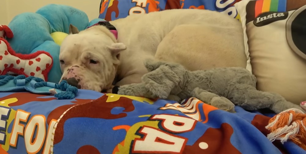 dog and toys in house
