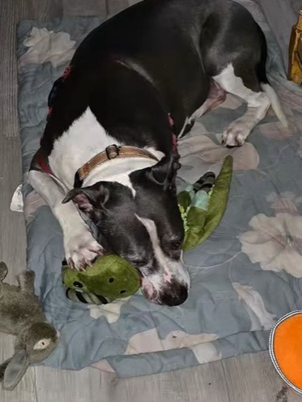 dog and toys