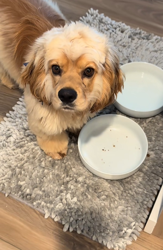 dog and two bowls