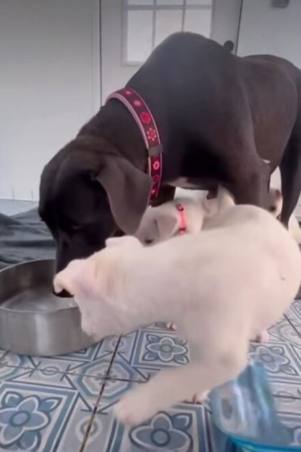 dog and white puppies