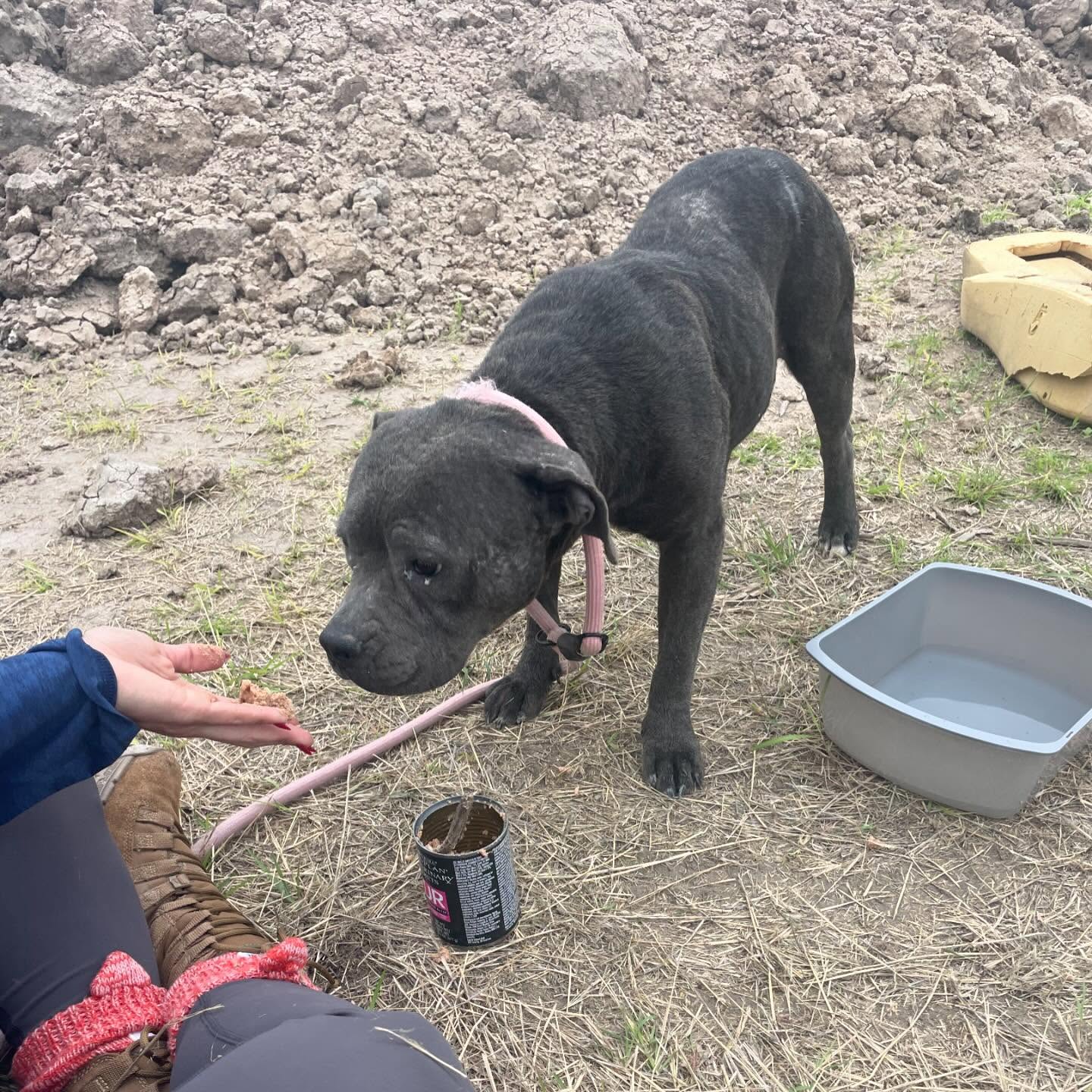 dog at dumping site