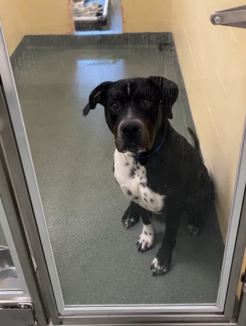 dog at shelter