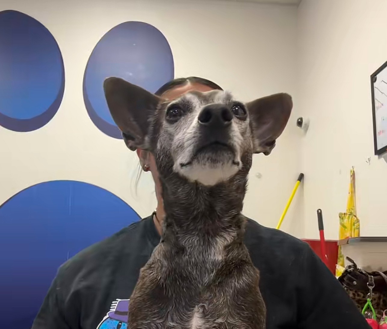 dog at shelter