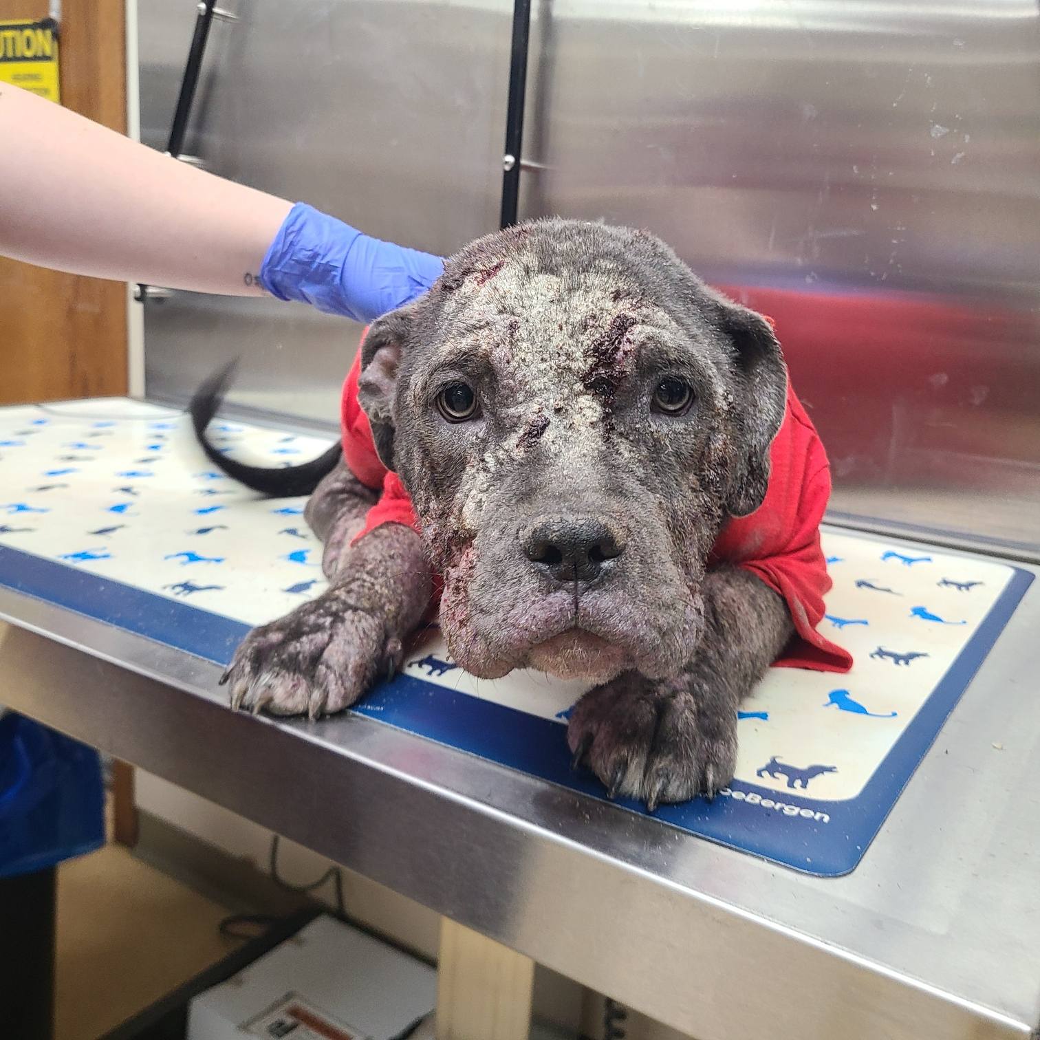 dog at vet clinic