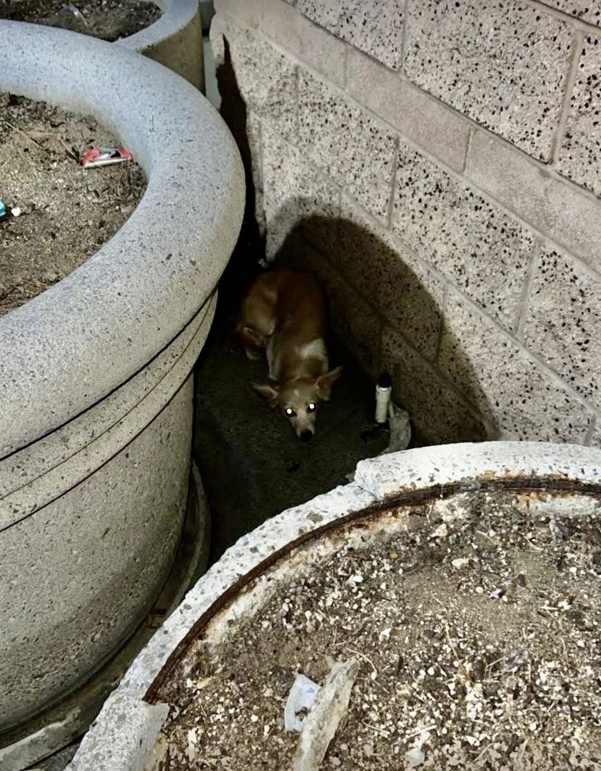dog between flowerpots